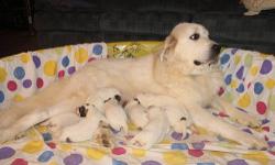 I have Great Pyrenees pups for sale they are purebred but they are not registered, The mom is white and she is in the picture with the pups. Dad is 130lb Badger and he is in the picture drinking water. Both parents are duel purpose dogs, they enjoy