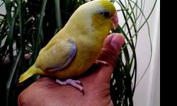 By request fully weaned, hand tame, sweet babies Parrotlets with Leg band & Hatch Certificate. Ideal for condos or Apartment living,beautiful color, healthy, tame with a lot of personality, capable of speech, quiet called "Apartment birds", Giving support