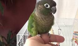 Very tame green cheek conure. Born 9/9/12. Sweet little guy, loves attention. Loves hanging around outside the cage on his play gym. Cage with toys available, as well as table top play gym. $220 for bird and cage, $260 for bird, cage and play gym. Email