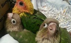 My Proven Pair are on eggs right now. They are sex-linked and will be pineapples and yellow-sided green cheek conures. They will be hand-fed and tamed. i give them lots of attention so they can become very friendly birds. I sell the Yellow-sided for $225
