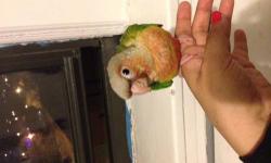 Hi,
I have one Baby Pineapple Green Cheek Conure that is ready for her new home. She is fully weaned has been hand fed since 2 weeks old. she is tamed and not afraid of people. Very social baby. Loves to sit on my shoulder. She was Hatched on March 9th.