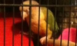 Have a 8 mon old green cheek conure for sale. Have birth cert. Comes with everything...spent over 700 between bird,cage,toys..asking 450 obo.
315-567-3665