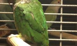 Green cheek conure yellow side
For sale , he/she is 9 month old, no tame
This ad was posted with the eBay Classifieds mobile app.