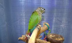 Hello, I have three Green Cheek Conures in need of homes. Normal Greens are $150.00 each and the cinnamon split to turq. is $150.00
See pics