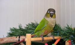 Hello, I have four Green Cheek Conures looking for homes. Great Christmas gift! All very outgoing and friendly and easy to handle. I handfed all of them and they are handled several times a day. They come with some food and hatch cert. as well as a care