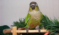 Hello I have a few normal Green Cheek Conures in need of homes. They have hatch Cert. and some food. ALL very friendly and egar to come out of their cage to play! $150.00 each