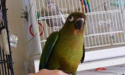 Hello I have a Green Cheek Dusky Conure cross for sale. Handfed and very friendly. Loves to cuddle and come out of the cage. His size is between and Green Cheek and a Dusky. Nice size! Comes with Hatch Cert.