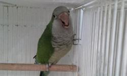pretty green cheek yellow sided can be held needs work to step up again quiet bird no cage