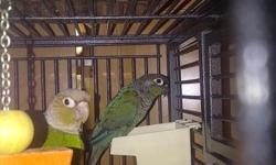 pretty green cheek yellow sided can be held needs work to step up again quiet bird no cage