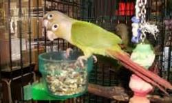 2 pair of green cheeks cinnamon coloring pair and standard cinnamon pair $190 pair making space for larger parrots