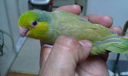 By request Fully weaned,healthy hand tame sweet babies Parrotlets with Leg bands and Hatch Certificate....Ideal for Condo or Apartment living. Very intelligent and curious birds. They may to learn up to 10-15 words & learn to whistle tunes and sounds when