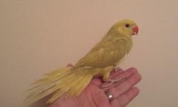 Green lacewing Ringneck Parrots IRN available, hand fed, and super sweet only $450