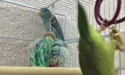 I have a 3 year old green male parrotlet. He is proven breeder. His mate passed away. He is a little protective of his cage when he is in it. He was hand raised. Once he is out of his cage he's pretty good. Only photo I have of him with his mate.