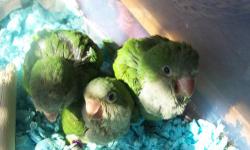 Green Quaker babies available. Will be weaned on to a diet of Zupreem pellets, Abba Seed, and fresh fruits and veggies. Well socialized and sweet! A deposit of $75 will hold till weaned.