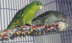 One Pair Of Lineolated Parakeets. Male Green Split Turquoise And Female Cobalt. Will Be 4 Years Old In 2014. Never Set Up For Breeding. Have Been Together For A Couple Years So They Are Very Bonded. The Following Are Possible Colors From This Pair:
Cock: