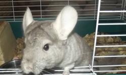 Adorable Grey Female Chinchilla, With Food, Food dish and Treats ( 3 Ice cream cone treats, 2 Lava bites 1 blue 1 pink and 1 jar of Fiesta treats half full (7.5 oz.) "Raisins, Rose hips and Papayas".) $75 or $100 with all Accessories, Purple super pet
