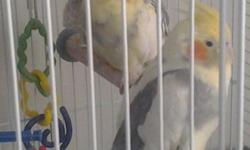 Hello, I have a nice pied male cockatiel in need of a home. He is just being finished with handfeeding. Ready in a few days. See pic He is very friendly!!