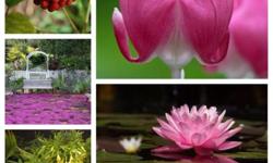 Have lots of garden plants available flower bulbs trees ponds plants