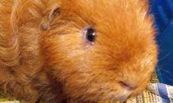 Guinea Pig - Bugsy - Small - Adult - Male - Small & Furry
CHARACTERISTICS:
Breed: Guinea Pig
Size: Small
Petfinder ID: 23910180
CONTACT:
Lollypop Farm, Humane Society of Greater Rochester | Fairport, NY | 585-223-1330
For additional information, reply to