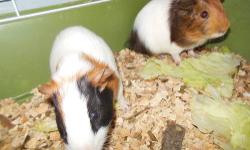 i have 3 male Guinea pigs 8 weeks old asking $10.00 each handled all the time great first time pet very easy to take care of and I have five kids and not one of them have ever been bit so they are great for kids call 315-254-7212