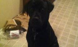 Adoption fee $300
Call for more details
8452752581
This ad was posted with the eBay Classifieds mobile app.