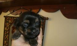 Shih Tzus half and half Yorkie, 2 males, shots wormed, deposit will hold. Ready middle of June. Call 585 285 5095.