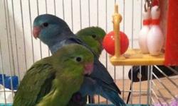 PARROTLETAVIARY.COM IS PROUD TO PRESENT,
BABY BLUE PARROTLETS COMING SOON!!! THEY START AT $125 FOR FEMALE BLUES AND 150 FOR MALE BLUES. ALL BABYS WILL BE HANDFED AND BANDED.
MALES AND FEMALES ARE AND WILL BE AVAILABLE
FOR PICTURES AND OTHER INFO PLEASE