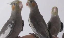 I have few male cockatiels for sale. They are close to 6 months old. Split to lutino and pearl. Tame. Healthy.
No Shipping
Local delivery can be arranged.
