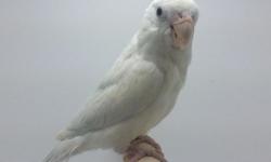 HAND FED WHITE PIED FEMALE PARROTLET SPLIT TO LACEWING PASTEL- VERY RARE TO FIND THIS COMBINATION IN A PARROTLET. ITS A GREAT GENETIC COMBINATION FOR THOSE INTERESTED IN BREEDING. SHE IS ALSO A SWEET BABY THAT CAN BECOME A WONDERFUL PET AND LIFE LONG