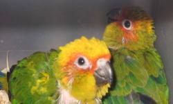 i have a few baby sun conures for sale!! these guys are available to experience hand feeders, babies are 6/8 wks old each baby is in excellent health, they are available for $230 each
hand feeding is not difficult, if you are willing to learn i can teach