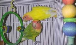 White male 1 1/2 yrs and a gray female 8 mos old. Will go on your shoulder and fingers. Very well behaved. Birds comes with cage.
