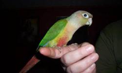 Hand fed hand tame green cheek conure mutations available
some weaned and ready now a couple will be weaned in about a week
All birds are hand tame and step up
Parents on premises.
Pineapple green cheek $125.00
Yellowsided green cheek $125.00
Normal green
