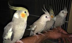 4 month old beautiful Cockatiels . They are tame, does NOT bite at all. They are Nice and healthy and ready for new home
$70 each or $120 the pair
Please text me or call me with any questions anytime. 3478243238