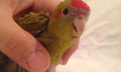 I have 3 2 month old Kakariki babies available. They're all Cinnamon just like their parents. They're super friendly and tame and will make wonderful pets and a great addition to any family!
These beautiful birds are sweet and have a fantastic