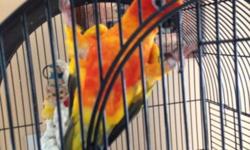 For sale Handfed Sun conure With beautiful cage and small jungle gym for him to play on while he is out of the cage. This price is firm, If you have any questions please let me know.
Chris