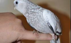 we have some white face cockatiels ready for new homes now. they have been hand fed and very friendly birds. perfect for kids or just as companion pets. we have cinnamon white face and pearl white face babies. asking only 80 dollars per bird for quick