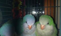 Have several baby parakeets ready for new homes. They are energetic sweet, and completely tame. Great beginner birds. Come with hatch certificate, toy, caresheet and cardboard carrier. $25 each with out cage.