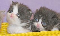 Persian kittens, purebred: handsome Black/White Bi-color brothers (born 10/3, ready after 11/28). Very gentle, affectionate, and out-going. Their eyes will turn a bright Orange-gold like their mother's, after 6 months of age. They can be expected to reach