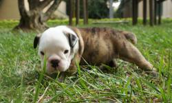Our Handsome Teddy is a brindle with a gorgeous white face and is only 20 days old. He likes to do short walks and wonder around. He is really curious!
he is very healthy, checked by the veterinarian, vaccinated and wormed.