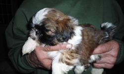 These 2 handsome male Shih Tzu puppies are ready to bring love and laughter to your home for the Hooliday Season. They have been vet-approved, vaccinated and wormed. Parents are on premises and come from bloodlines we have nurtured for many years, with no