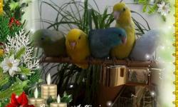 By request Fully weaned, hand tame, sweet babies Parrotlets with Leg bands and Hatch Certificate....Ideal for Condo or Apartment living,intelligent, curious birds. They may to learn up to 10-15 words,learn to whistle tunes and sounds .
Let me know what