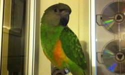 For Sale!!!! Hard To find Female Senegal
3 y/o domestic banded female senegal
DNA tested- domestic banded.-- ready to breed,
needs work to tame with new owners.
call or email me with your no. and ill send the picture of the bird
(646) 436 7915
NO