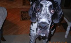 Extra large 15 month old Harlequin 3/4 european Great Dane, an absolutely beautiful beast. weighs apprx, 210 pounds very large hanging lips.