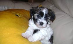 havanese pups 8week purebre males 500 females 550 hipoallergenic smart 1shots and wormig each best to reach me by fhone 585 4679548 585 8205205 call anytime
