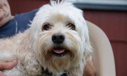 Havanese - Rosco - Small - Adult - Male - Dog
6 year old Rosco was surrendered to Rescued Treasures by a family who could no longer keep him. He joined the rescue with another dog (Cody) who is also on our website. It appears that Rosco was not given the