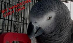 DNA African grey male 15 yrs old hes a love, sweet ,no issues with squaking, in good feather eats good perfect boy.