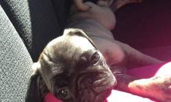 I have one female and one male fawn pug. They are adorable and ready to go to a loving home to be part of the family. Pugs has first shots, eat and drink on their own and are potty trained They are well loved, mom and dad are at home with the pugs. :)