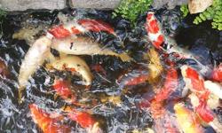 I have a pond of lovely and healthy Japanese Koi (over 35 of them, I only want to sell no more than half of them):
4"-5" sizes Red/White/Gold/Orange/Colorful Koi $25.ea.
6"-7" sizes Red/White/Gold/Orange/Colorful Koi $50ea.
8"-9" sizes