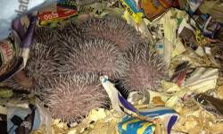 I have 7 available hedgehogs, I'm taking deposits now so as soon as they are 6 weeks they can go to avoid them breeding with each other, they will be ready around June 15th give or take a few days it really depends on how well they are eating, mom and dad