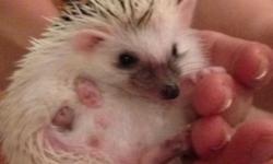 Baby hedgehogs for sale. I have 1 male and 2 females left. They've been handled daily from a young age. Very sweet and oh so cute. High white/pinto. Both parents on premises. Born 4/1/14 April Fools Day!!Ready to go! Located in the Hudson Valley NY.